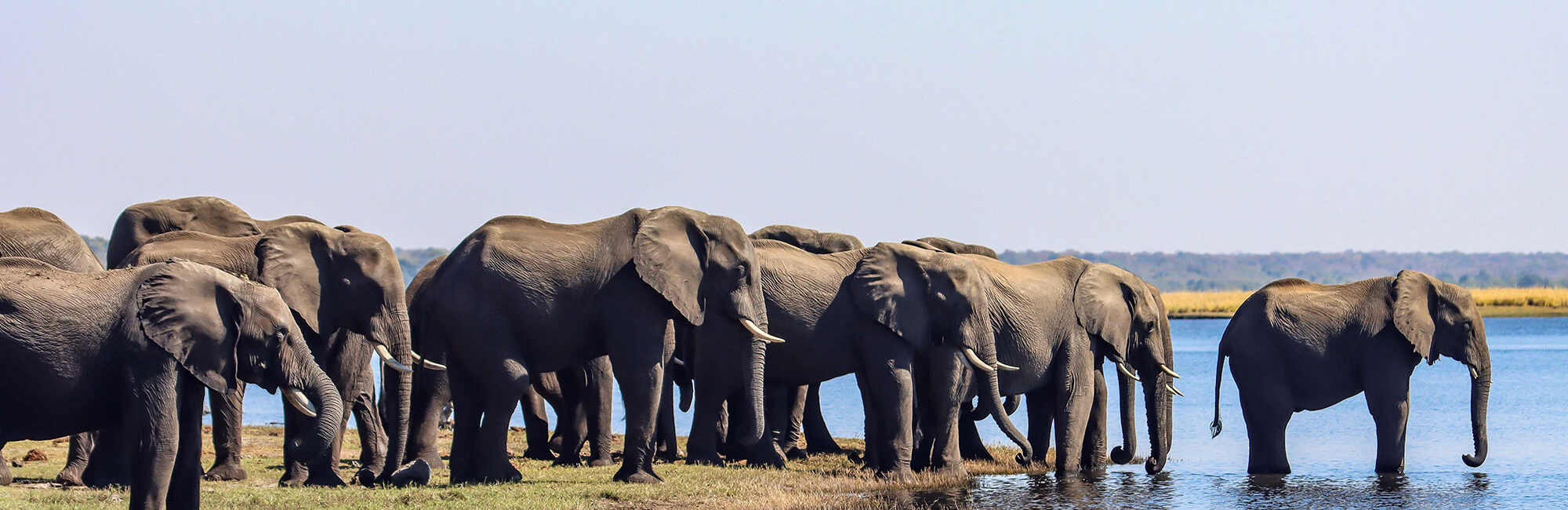Chobe National Park Safari Guide: Wildlife, Game Drives & River Cruises