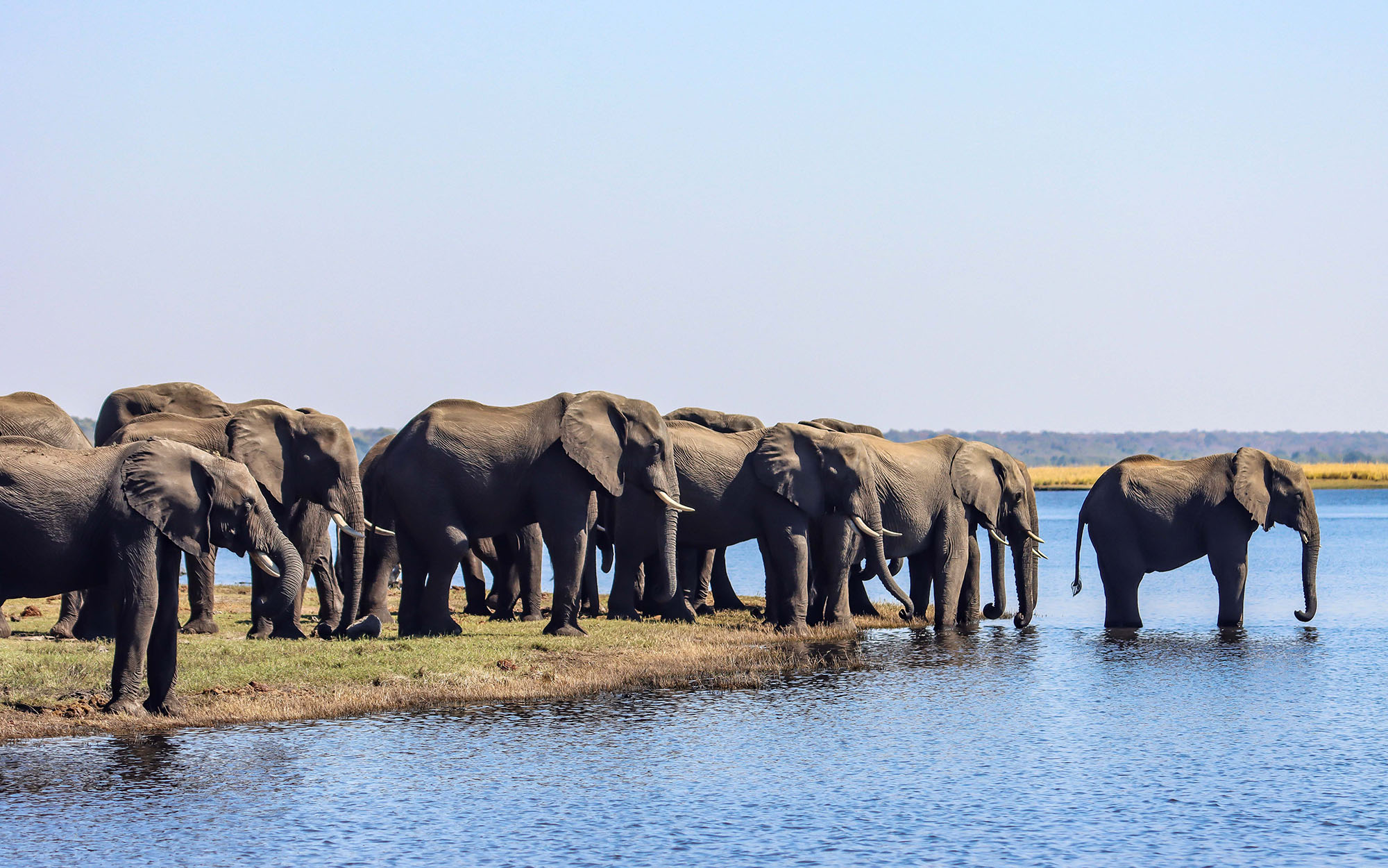 Chobe National Park Safari Guide: Wildlife, Game Drives & River Cruises