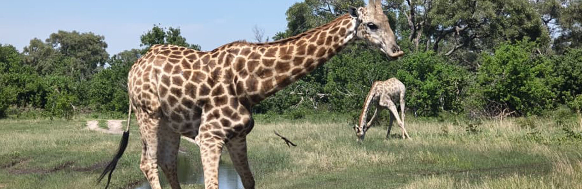 Zimbabwe & Botswana Safari: Victoria Falls, Chobe & Wildlife Adventure