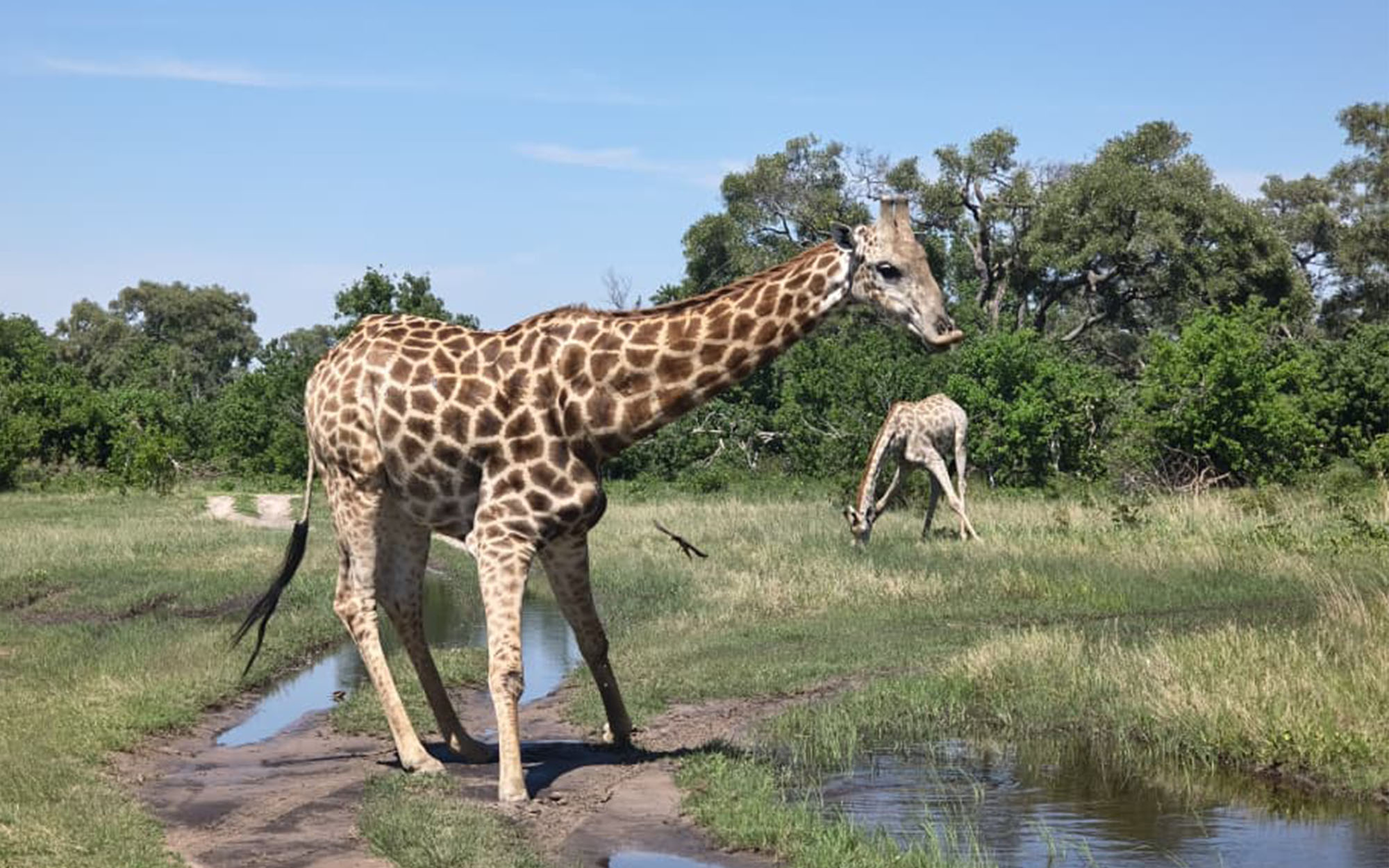 Zimbabwe & Botswana Safari: Victoria Falls, Chobe & Wildlife Adventure