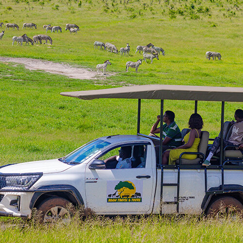 Guests enjoying a Victoria Falls game drive safari, viewing a herd of zebras from an open safari vehicle in the African bush.