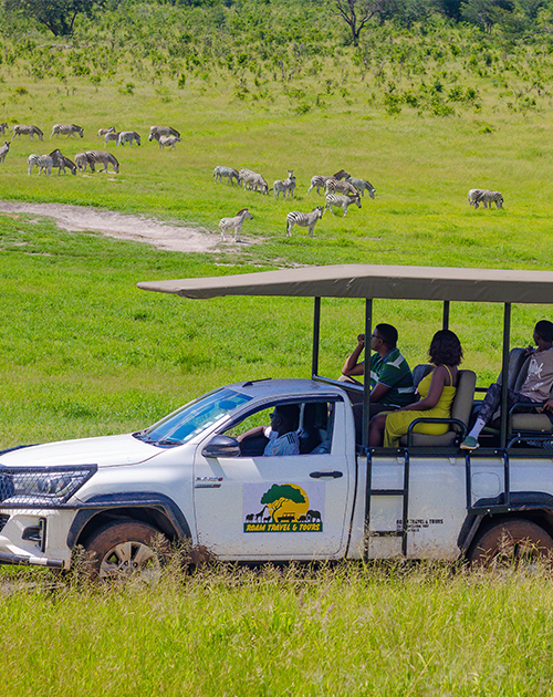 Guests enjoying a Victoria Falls game drive safari, viewing a herd of zebras from an open safari vehicle in the African bush.