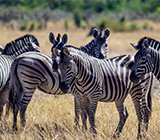 “Herd of zebras grazing in Chamabondo National Park during a wildlife safari experience in Zimbabwe.